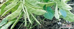 扁豆的种植方法和时间 扁豆种植方法和时间