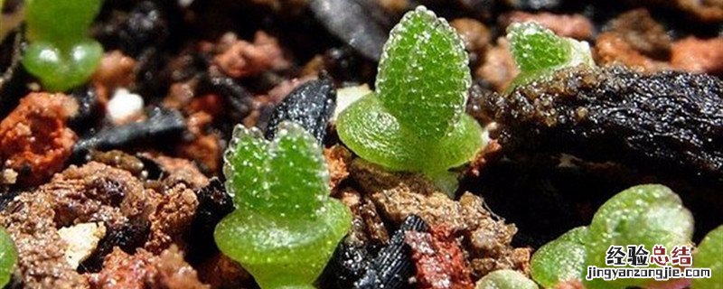 碧光环生长周期 碧光环种植方法和时间