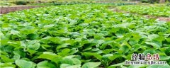 八月份适合种植什么蔬菜 南方七八月份适合种植什么蔬菜