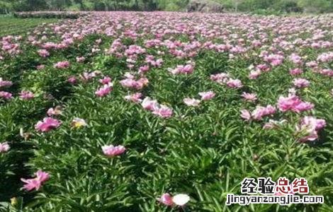 白芍的种植前景 白芍的种植前景如何