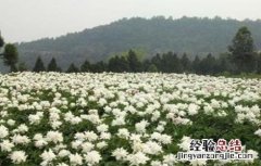 白芍的种植前景 白芍的种植前景如何