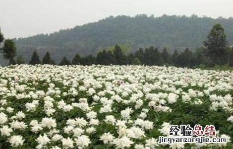白芍的种植前景 白芍的种植前景如何
