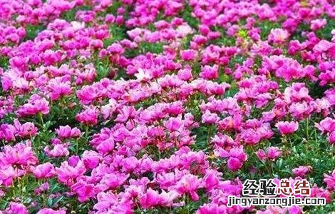白芍的种植前景 白芍的种植前景如何