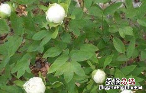 白芍的种植前景 白芍的种植前景如何