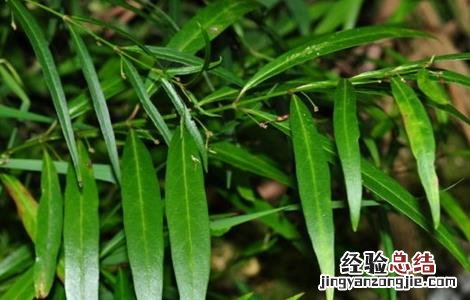 白前怎么种好 白前种植技术