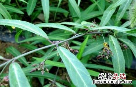 白前怎么种好 白前种植技术