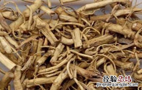 白前怎么种好 白前种植技术
