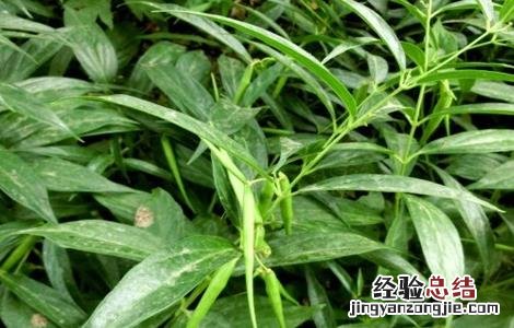 白前怎么种好 白前种植技术