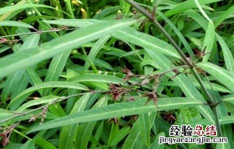 白前怎么种好 白前种植技术