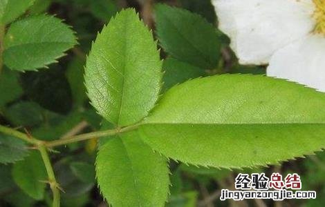 金樱子常见病虫害的防治方法视频 金樱子常见病虫害的防治方法