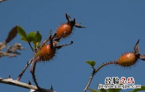 金樱子常见病虫害的防治方法视频 金樱子常见病虫害的防治方法