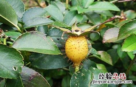 金樱子常见病虫害的防治方法视频 金樱子常见病虫害的防治方法