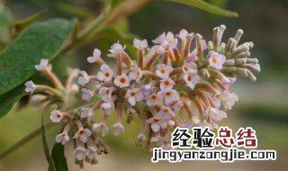 密蒙花的功效有哪些 密蒙花的营养价值