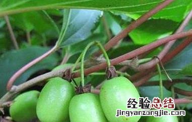 藤枣的功效与作用 藤枣的功效与作用禁忌