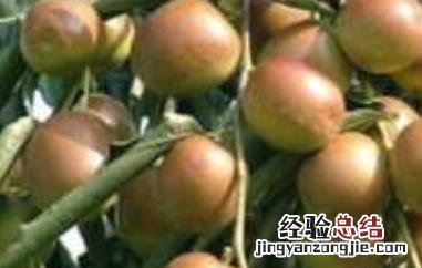 藤枣的功效与作用 藤枣的功效与作用禁忌