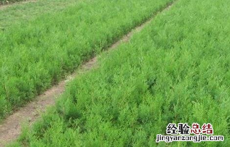 柏子仁如何种植 柏子仁如何种植