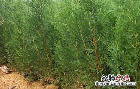 柏子仁如何种植 柏子仁如何种植