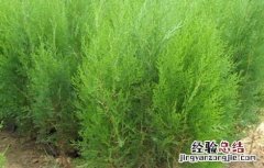 柏子仁如何种植 柏子仁如何种植