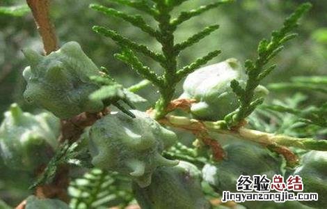 柏子仁如何种植 柏子仁如何种植