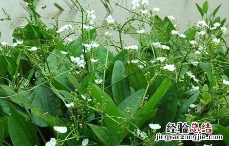 泽泻的田间管理要点 泽泻的种植与田间管理