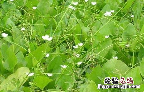 泽泻的田间管理要点 泽泻的种植与田间管理