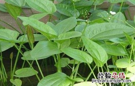 泽泻的田间管理要点 泽泻的种植与田间管理