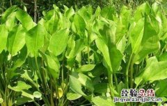 泽泻的田间管理要点 泽泻的种植与田间管理