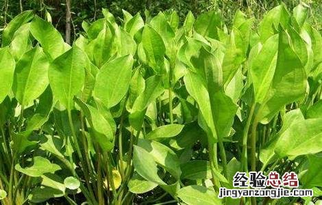 泽泻的田间管理要点 泽泻的种植与田间管理