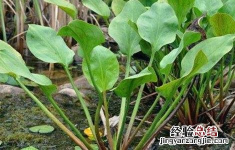 泽泻的田间管理要点 泽泻的种植与田间管理