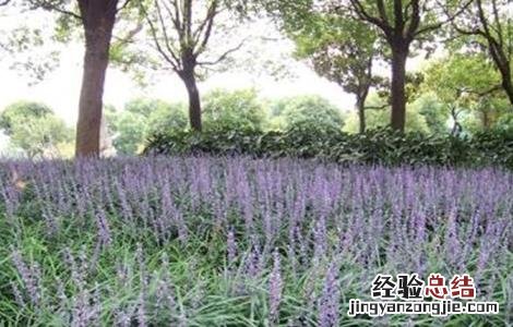 麦冬怎么种植方法 麦冬怎么种植