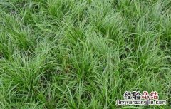 麦冬怎么种植方法 麦冬怎么种植