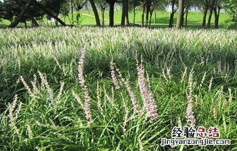 麦冬怎么种植方法 麦冬怎么种植