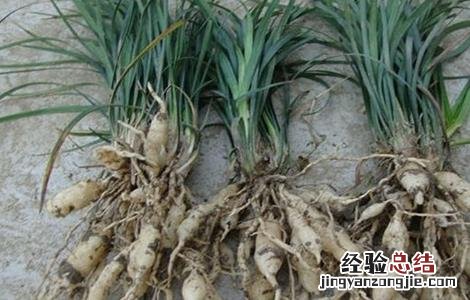 麦冬怎么种植方法 麦冬怎么种植