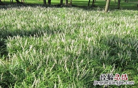 麦冬怎么种植方法 麦冬怎么种植
