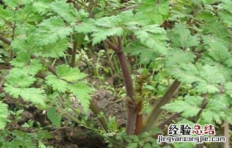 川芎的管理及浇水方法 川芎的田间管理要点