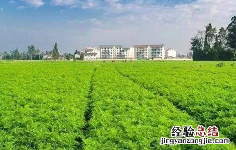 川芎的管理及浇水方法 川芎的田间管理要点