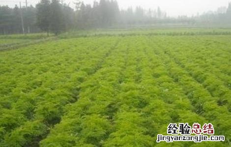 川芎的管理及浇水方法 川芎的田间管理要点