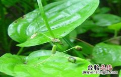 百部种植的注意事项有哪些 百部种植的注意事项有哪些呢