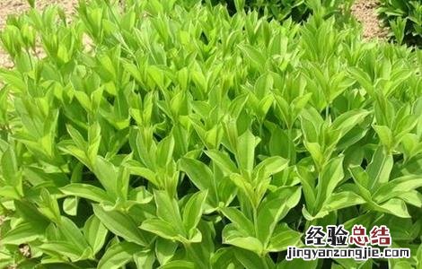 百部种植的注意事项有哪些 百部种植的注意事项有哪些呢