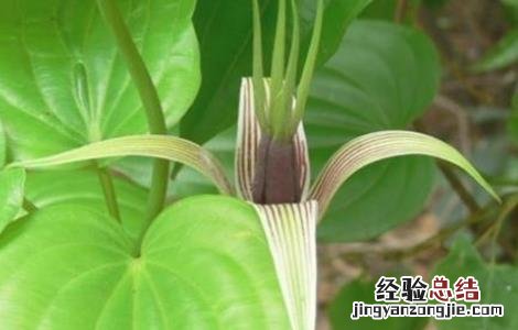 百部种植的注意事项有哪些 百部种植的注意事项有哪些呢