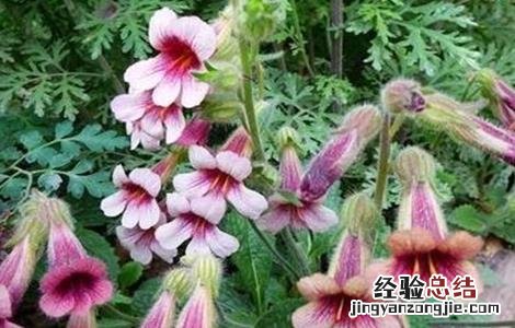 熟地黄的栽培技术 生地黄栽培技术