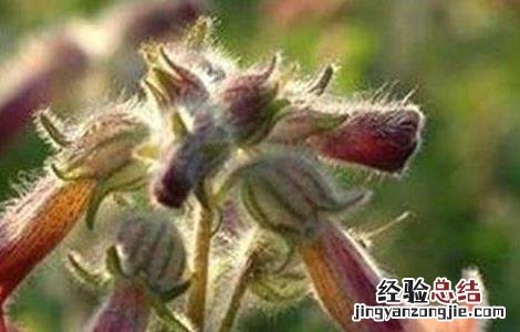 熟地黄的栽培技术 生地黄栽培技术