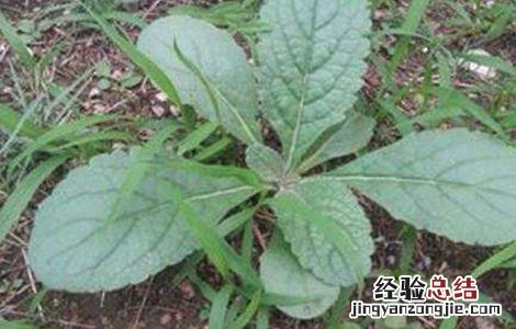 熟地黄的栽培技术 生地黄栽培技术