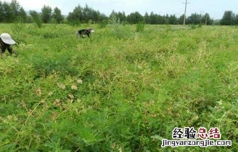 熟地黄的栽培技术 生地黄栽培技术