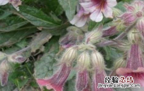 熟地黄的栽培技术 生地黄栽培技术