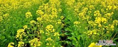 油菜地杂草用什么除草剂 油菜田里用什么除草剂