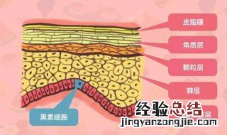黑色素形成内因是什么 黑色素形成内因是什么意思