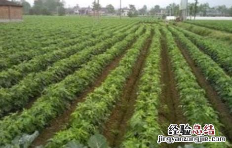 乌药的种植技术和亩产效益 乌药的种植技术