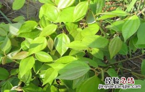 乌药的种植技术和亩产效益 乌药的种植技术