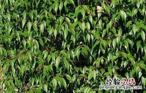 乌药的种植技术和亩产效益 乌药的种植技术